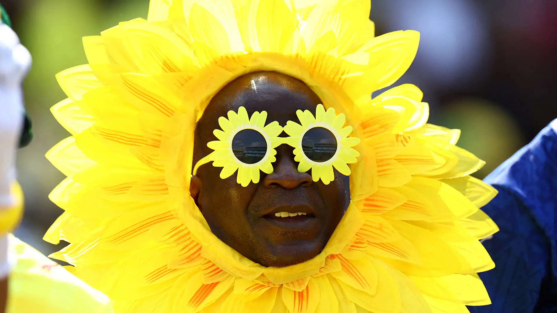 sonnenblume-146.webp