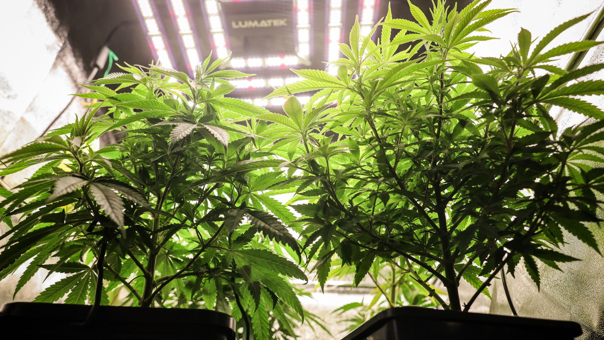 Zwischenbericht: Bislang kaum Effekte durch Cannabis-Teillegalisierung