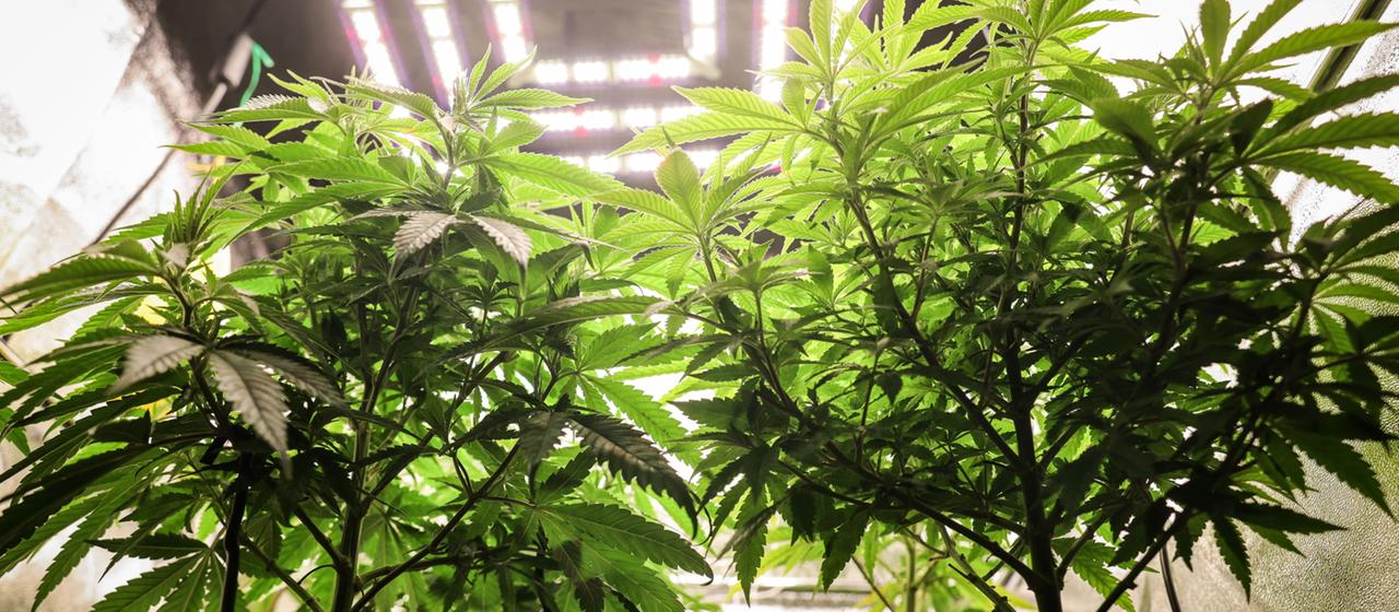 cedar planting box Wood Country, Square Cedar Planter, #1 main image 0