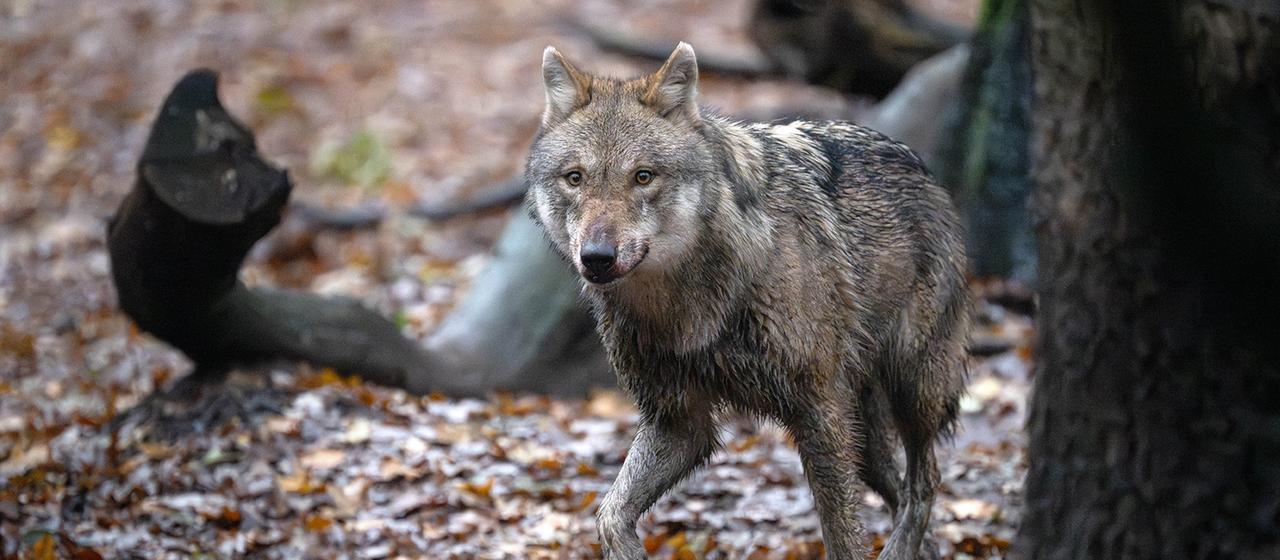 EIn Wolf steht neben einem Baum. (Archivbild: 13.12.2023)