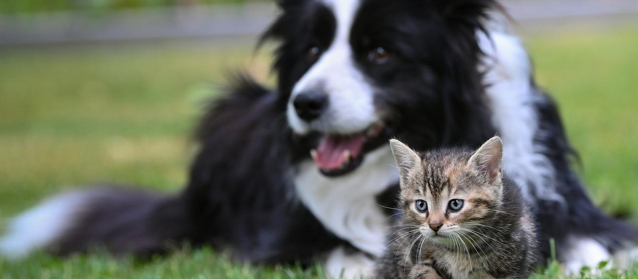 Chip-Pflicht soll Katzen und Hunde in EU besser schützen