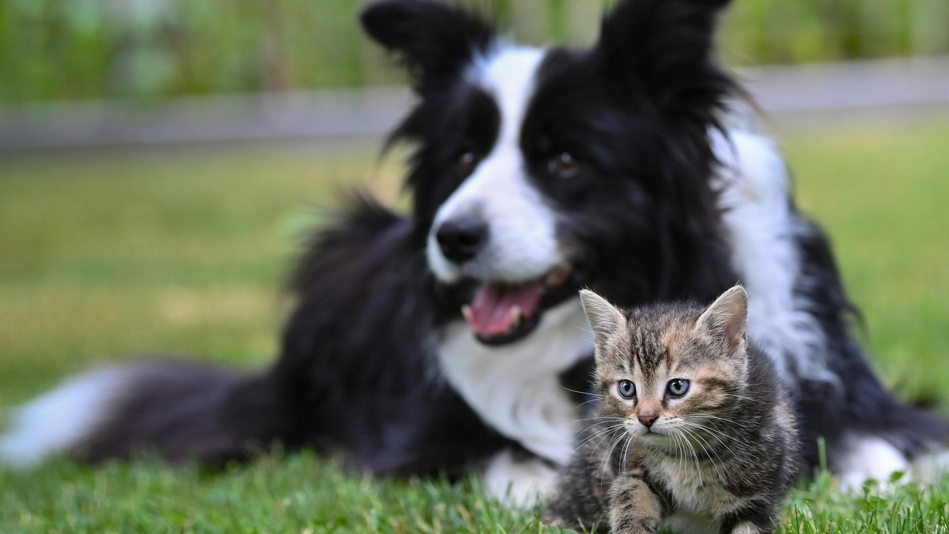 Mikrochips für Tierschutz: EU plant Chip-Pflicht für Katzen und Hunde