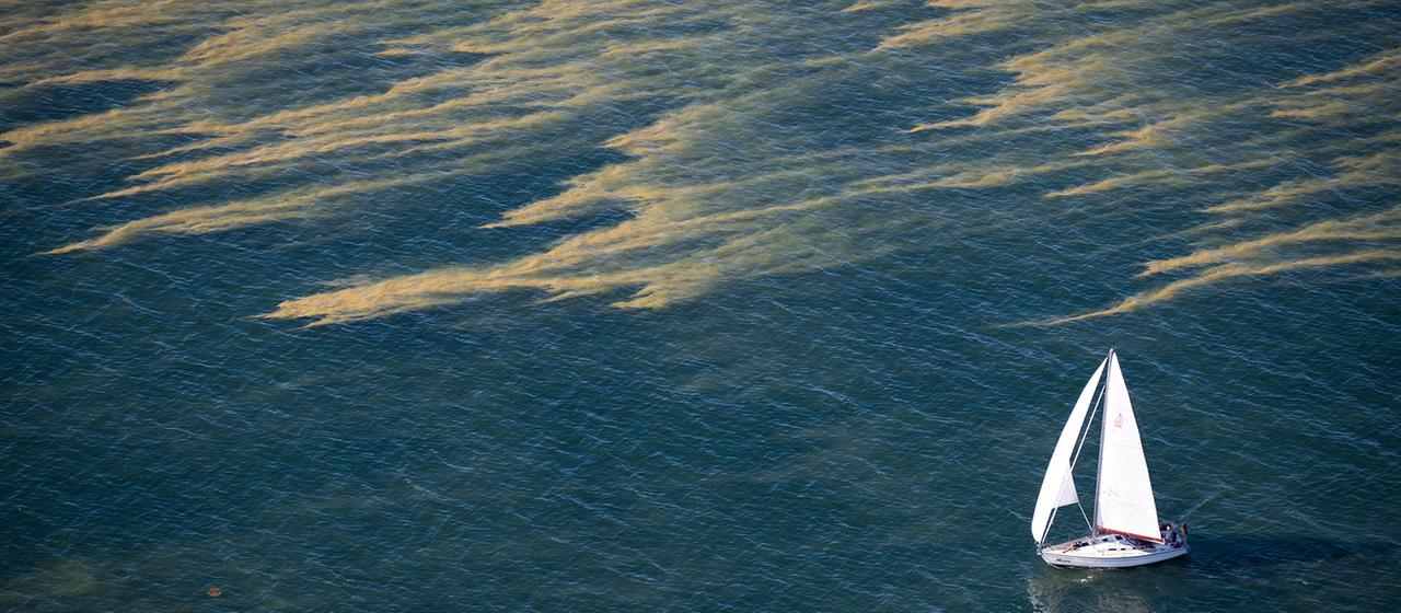 Ein Segelboot fährt an Schlieren von sogenannten Blaualgen nördlich von Zingst in der Ostsee vorbei.
