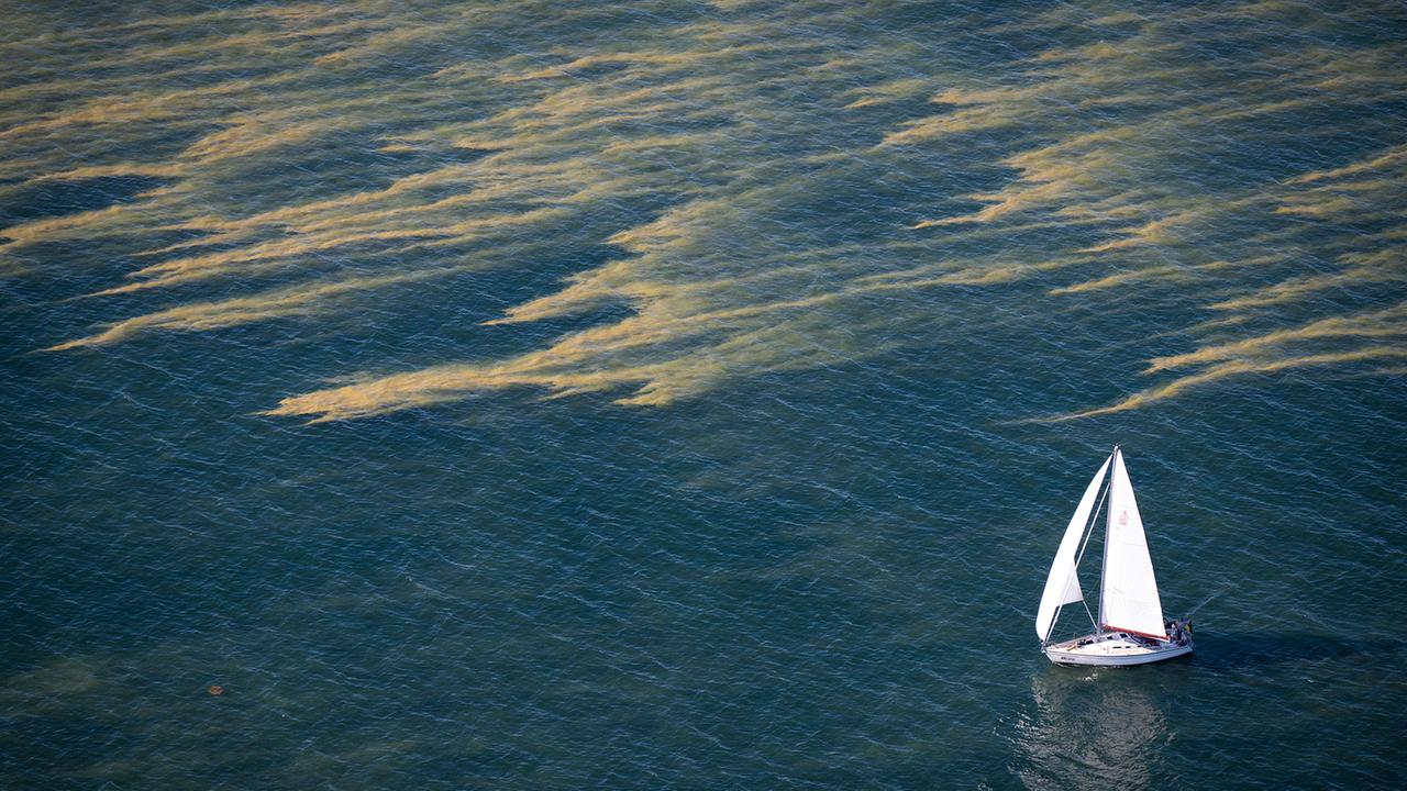 Nord- und Ostsee waren im Sommer deutlich zu warm