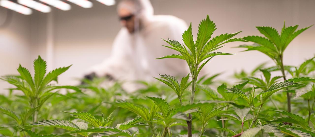 Ein Mitarbeiter einer Anbauvereinigung düngt Cannabis-Pflanzen.