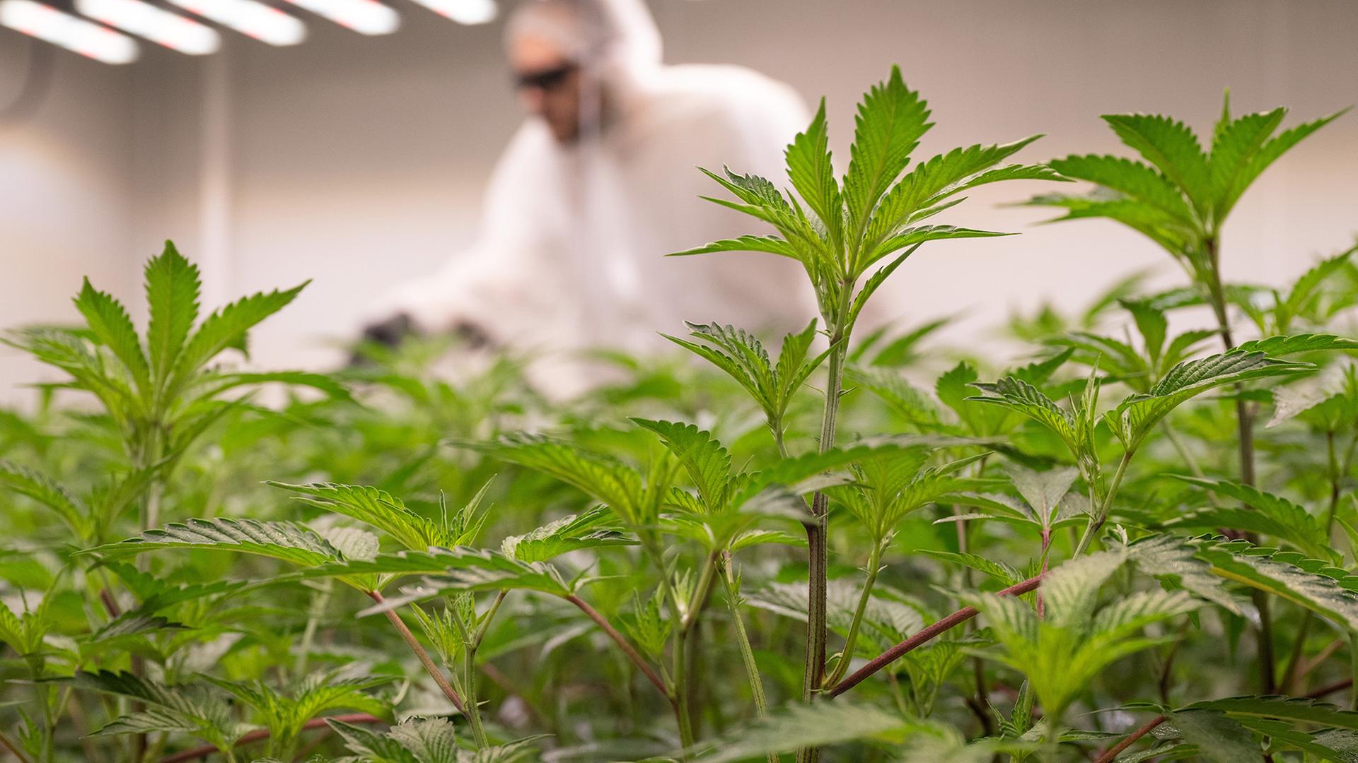 Ein Mitarbeiter einer Anbauvereinigung düngt Cannabis-Pflanzen. | dpa