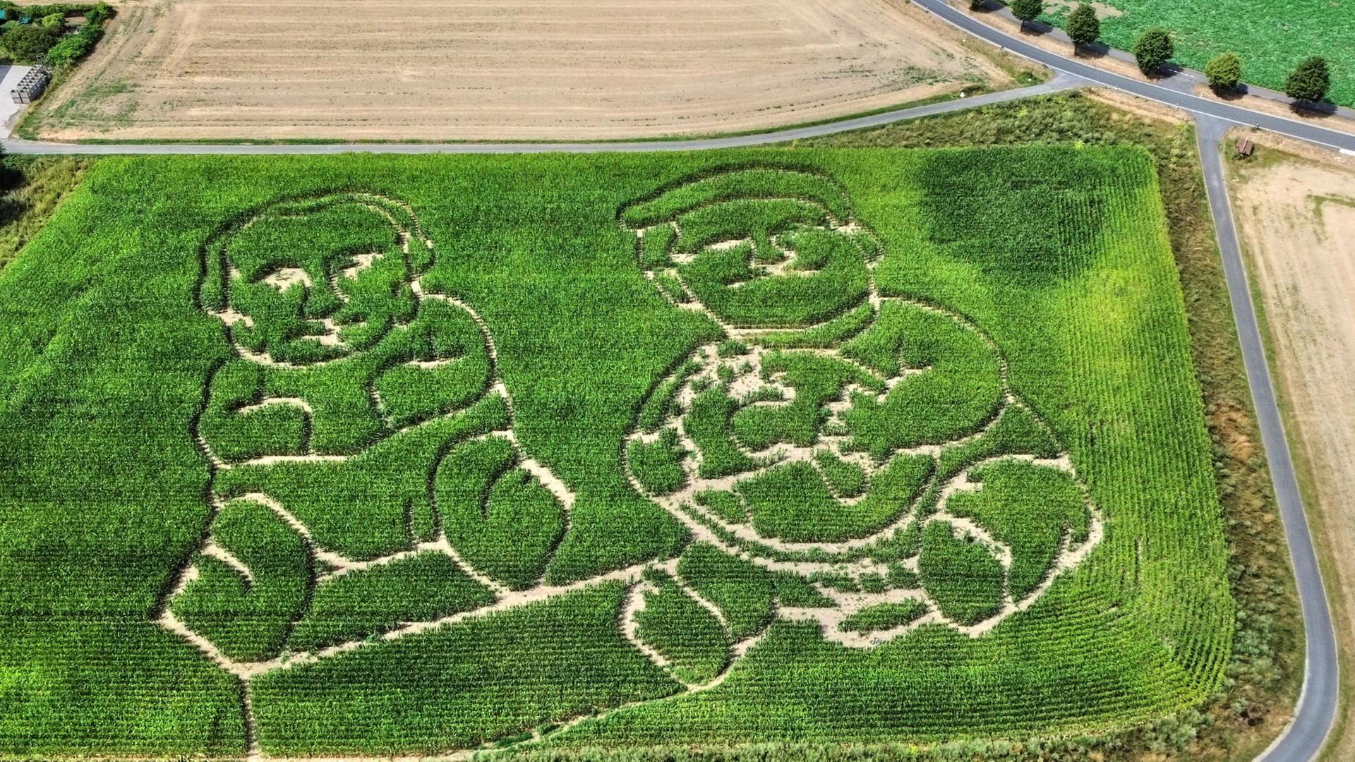 Ein Labyrinth in einem Maisfeld zeigt Wladimir Putin und Donald Trump als Kinder in Selm, Nordrhein-Westfalen. | AP Photo/Martin Meissner