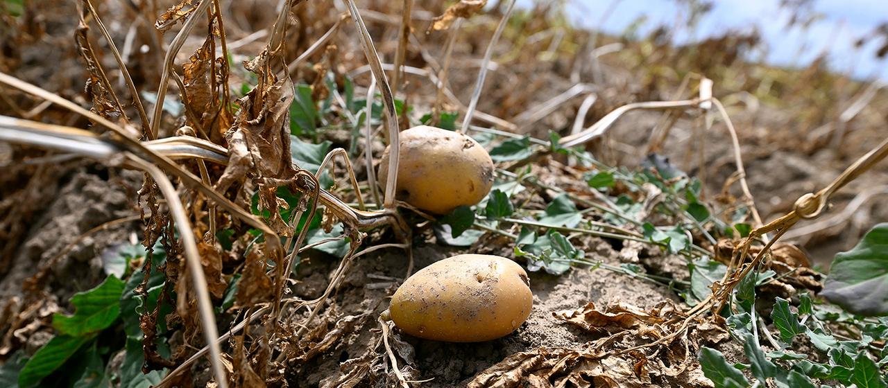 Zwei Kartoffeln liegen in einem Feld, welches nicht beregnet wurde.