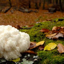 Der Igel-Stachelbart oder auch Affenkopfpilz genannt