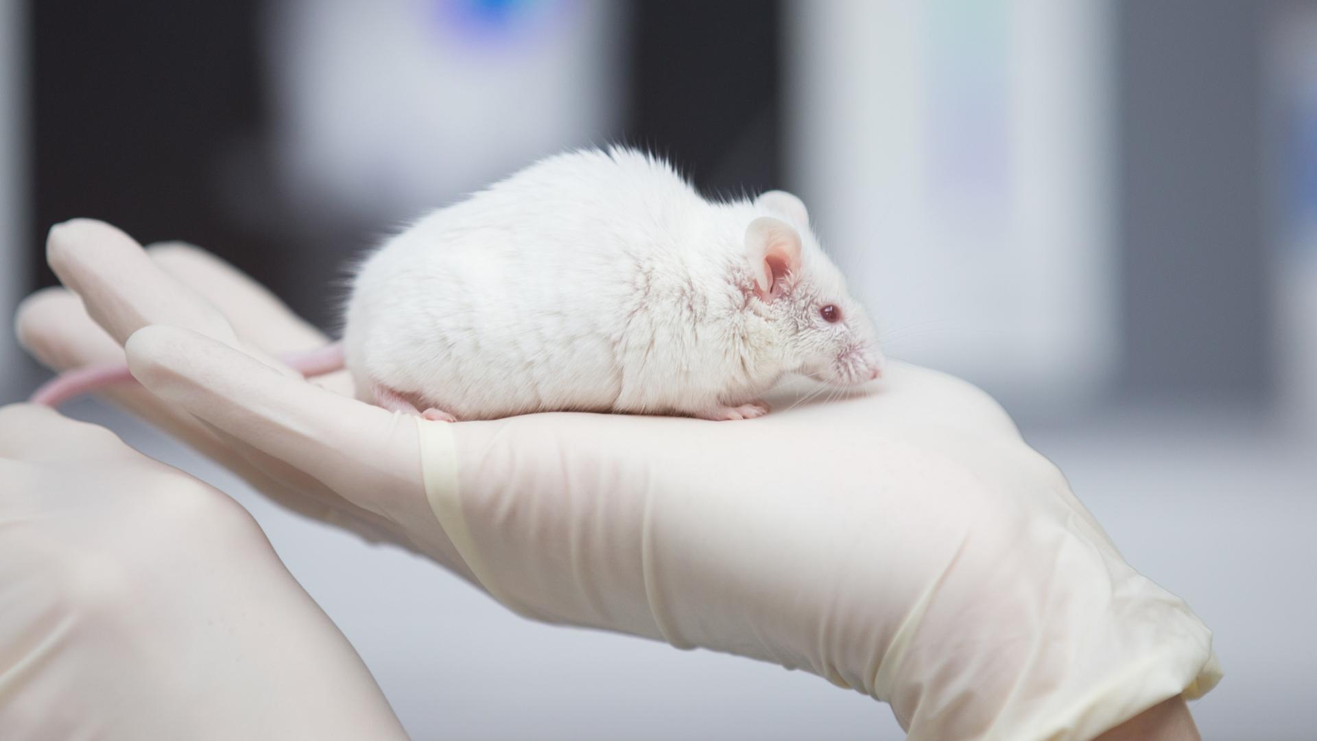 Eine weiße Maus auf einer Hand  | dpa