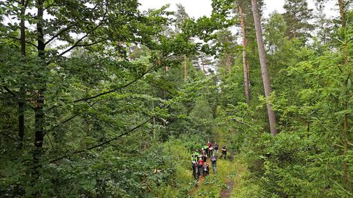 Wie KI das Waldmanagement unterstützen kann