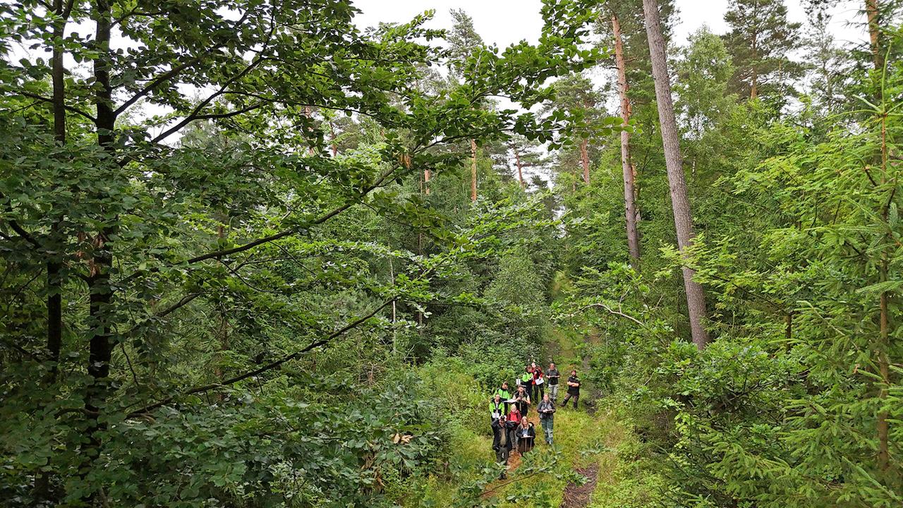 Wie KI das Waldmanagement unterstützen kann