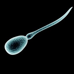3D-Illustration eines menschlichen Spermiums