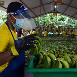 Bananen werden von einem Arbeiter auf dem Gut «La Lucha» sortiert.