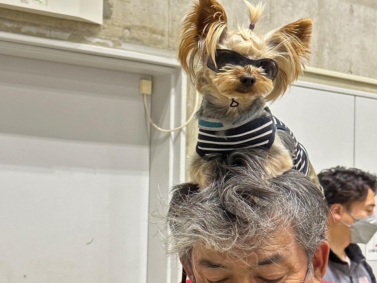 Familienplanung in Japan: Erst ein Hund - dann vielleicht ein Kind |  tagesschau.de
