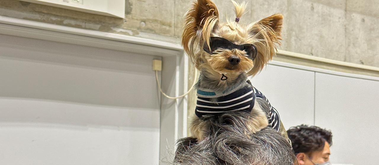 Familienplanung in Japan: Erst ein Hund - dann vielleicht ein Kind |  tagesschau.de