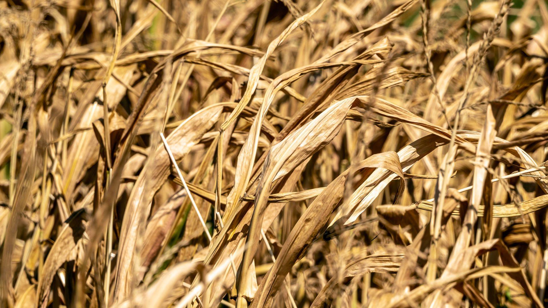 Die Blätter der Maispflanzen sind braun verfärbt, vertrocknet und abgestorben. | picture alliance / Wolfgang Maria Weber