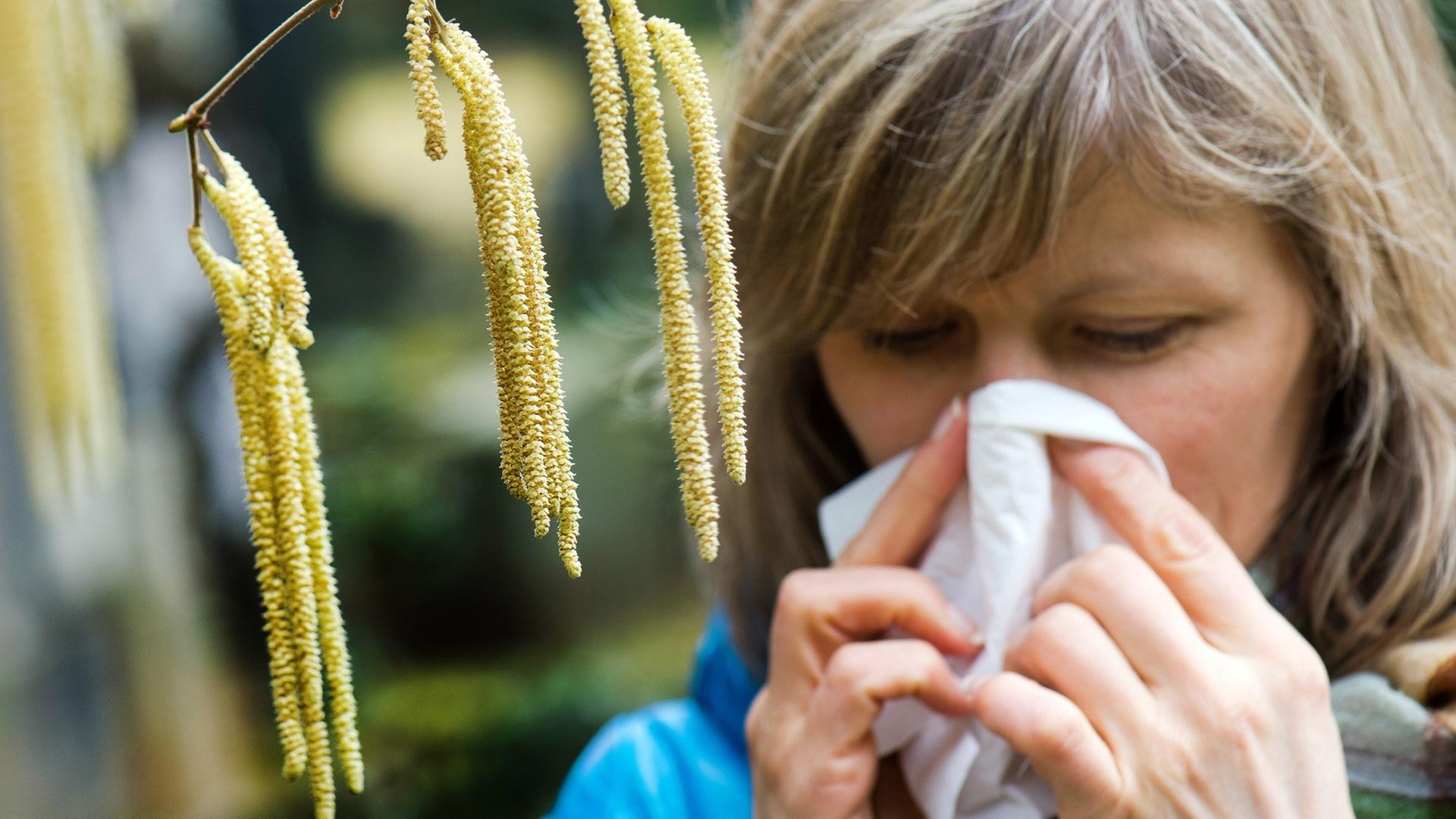 Pollenflug aktuell: Hasel und Erle belasten Allergiker in Deutschland