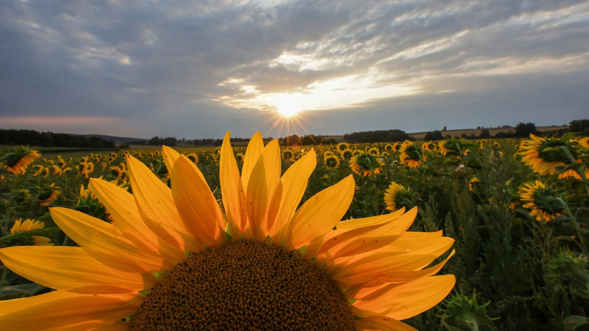 Das Wetter am Wochenende in BW: Viel Sonne, aber auch kräftiger Wind