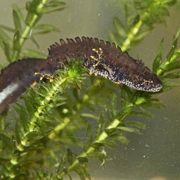 Kammmolch im Wasser.