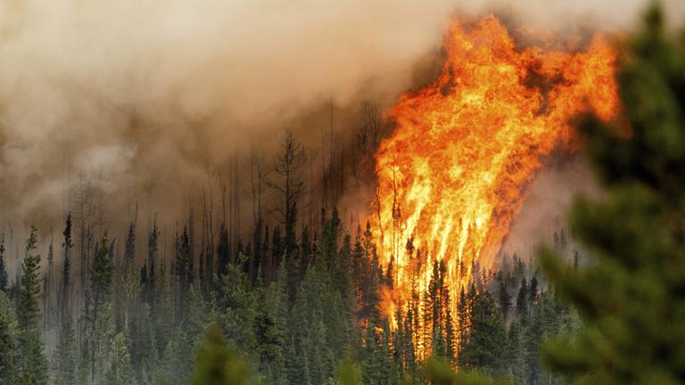 Ein Waldbrand wütet in der Region Donnie Creek.