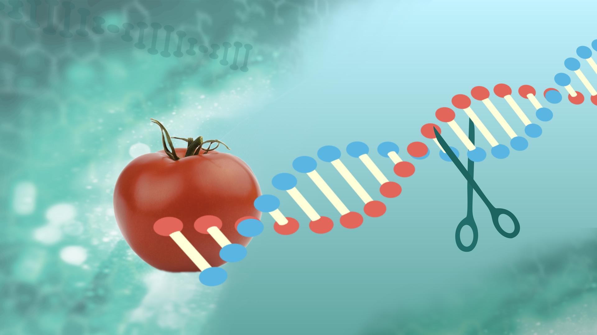 Keine Kennzeichnung mehr für genetisch veränderte Lebensmittel