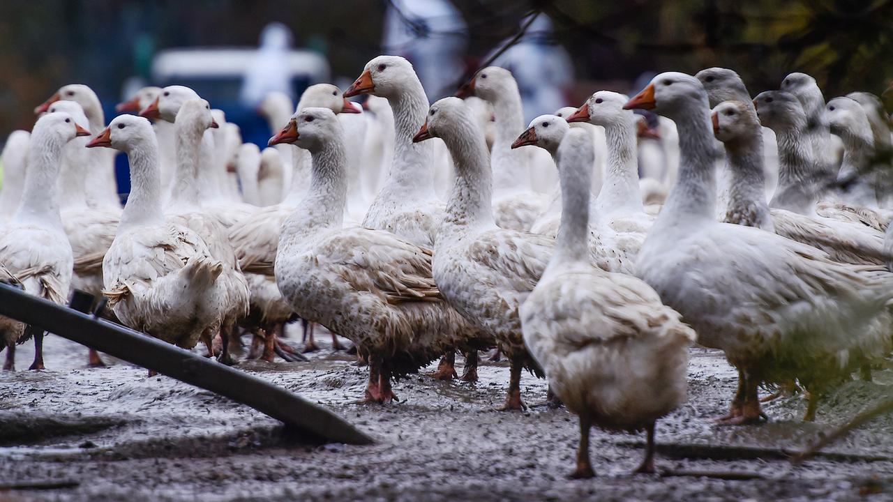 Bird flu conspiracy stories go viral