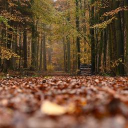 Laub liegt in einem Waldstück bei Schmitten am Boden.