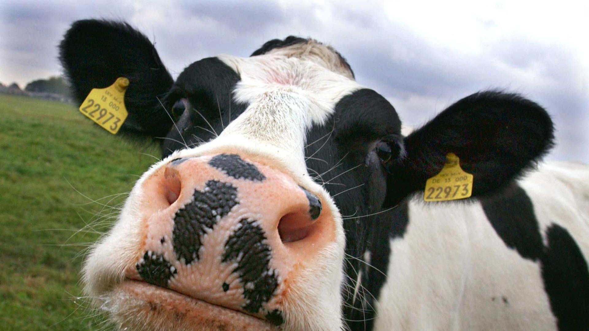 Chaos im Kreis Coesfeld: Ein Rind ist zurück - das andere war nie weg