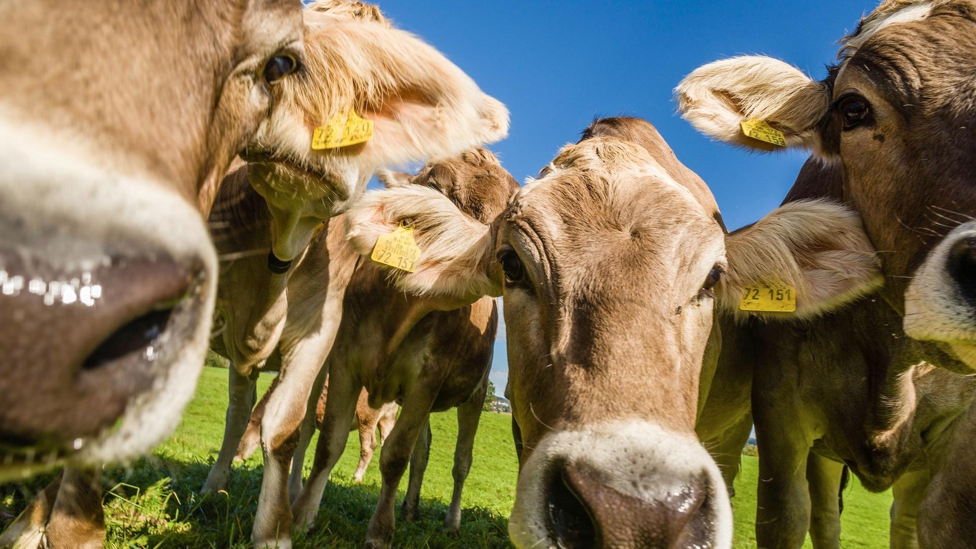 Wegen Verstößen gegen Tierschutz: Kuhherde mit 55 Rindern in Schopfheim beschlagnahmt