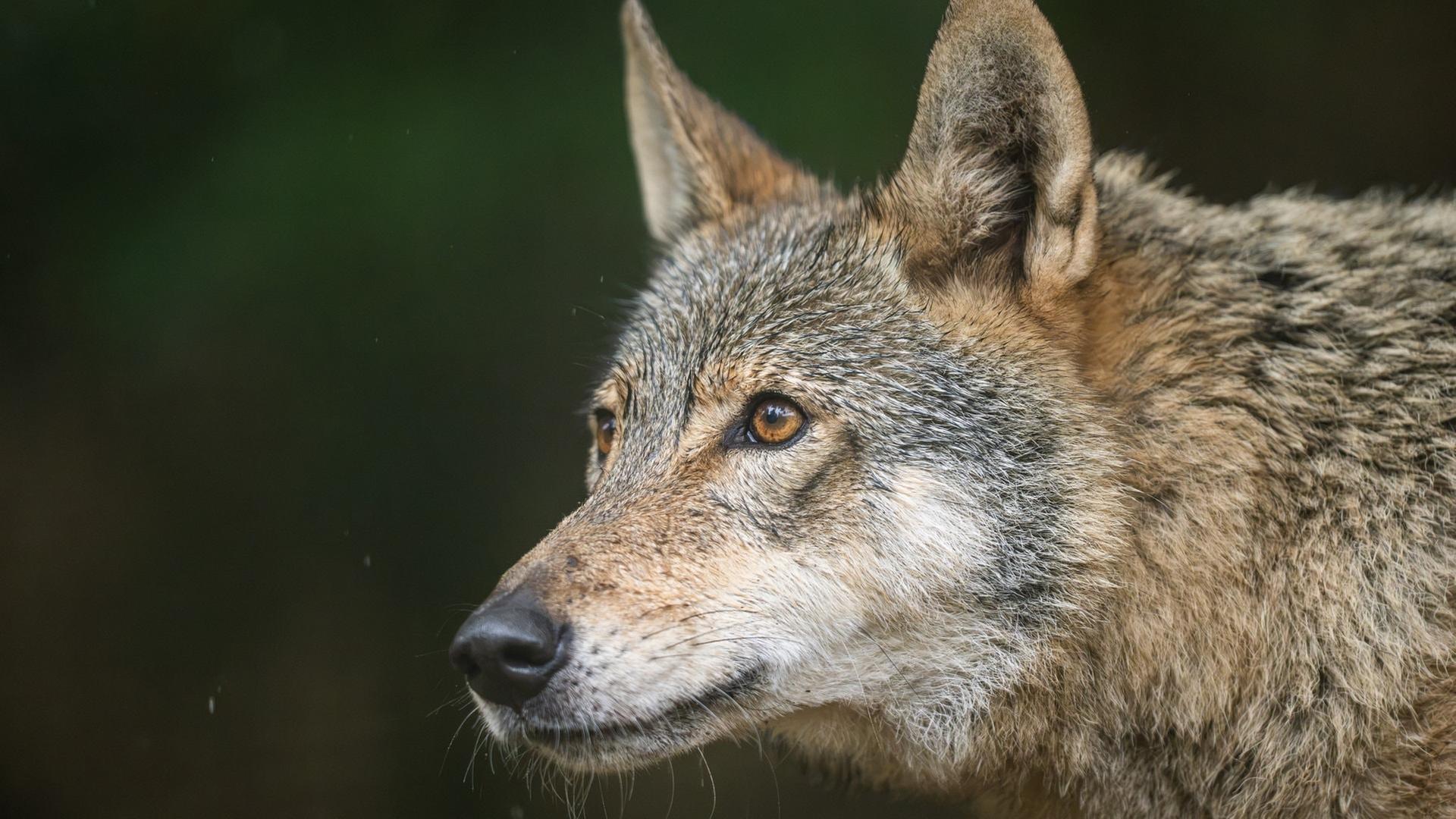 Wölfe sollen künftig leichter geschossen werden können