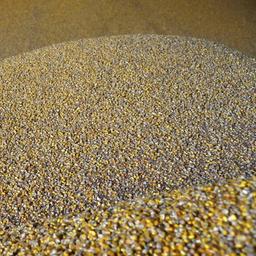 Mais wird im Getreidespeicher des Bauernhofs Roksana-K im ukrainischen Winnyzja gelagert.