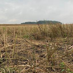 Ein Rapsfeld in der Ukraine.