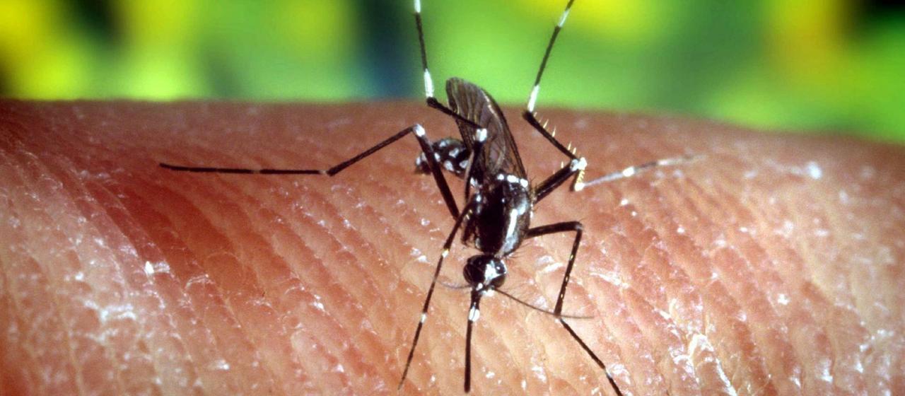 Asiatische Tigermücke