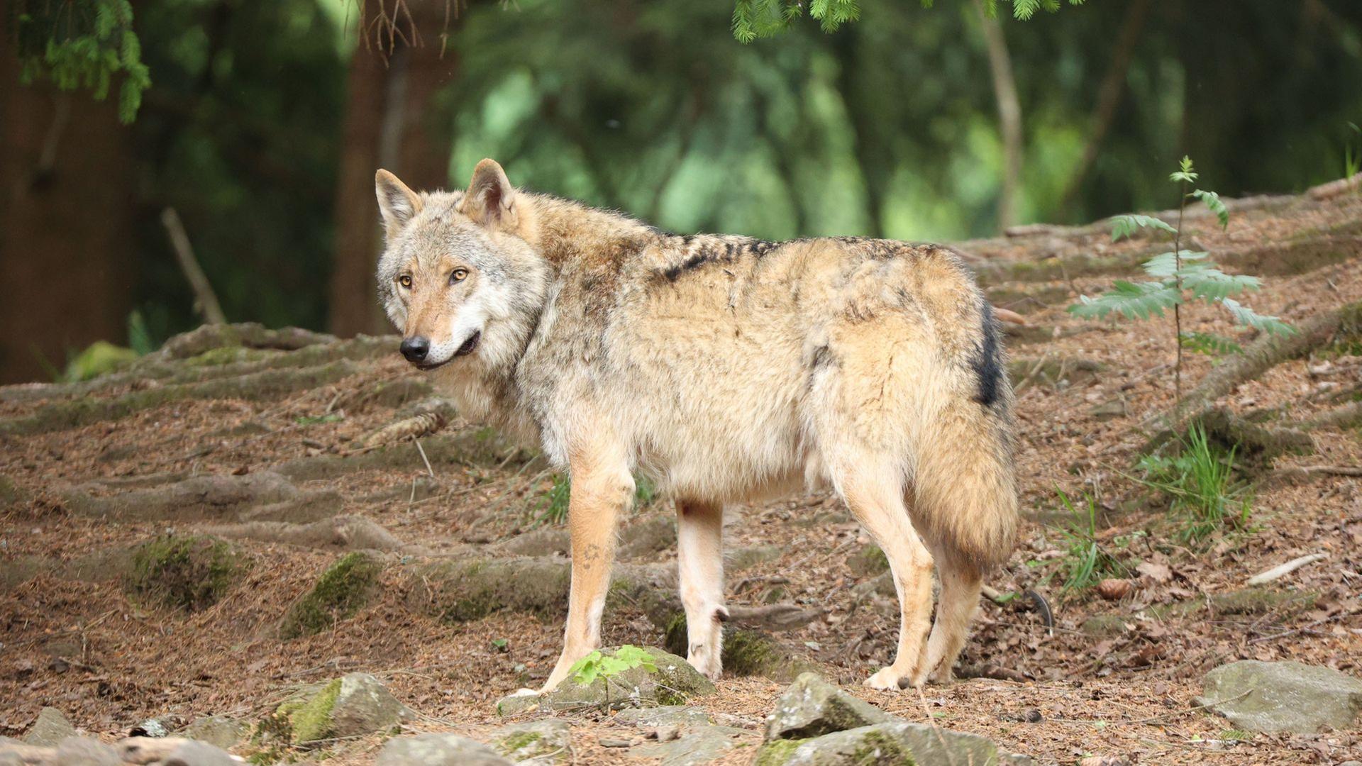 Wolf im Oberallgäu: Neue Verfügung erleichtert Abschuss