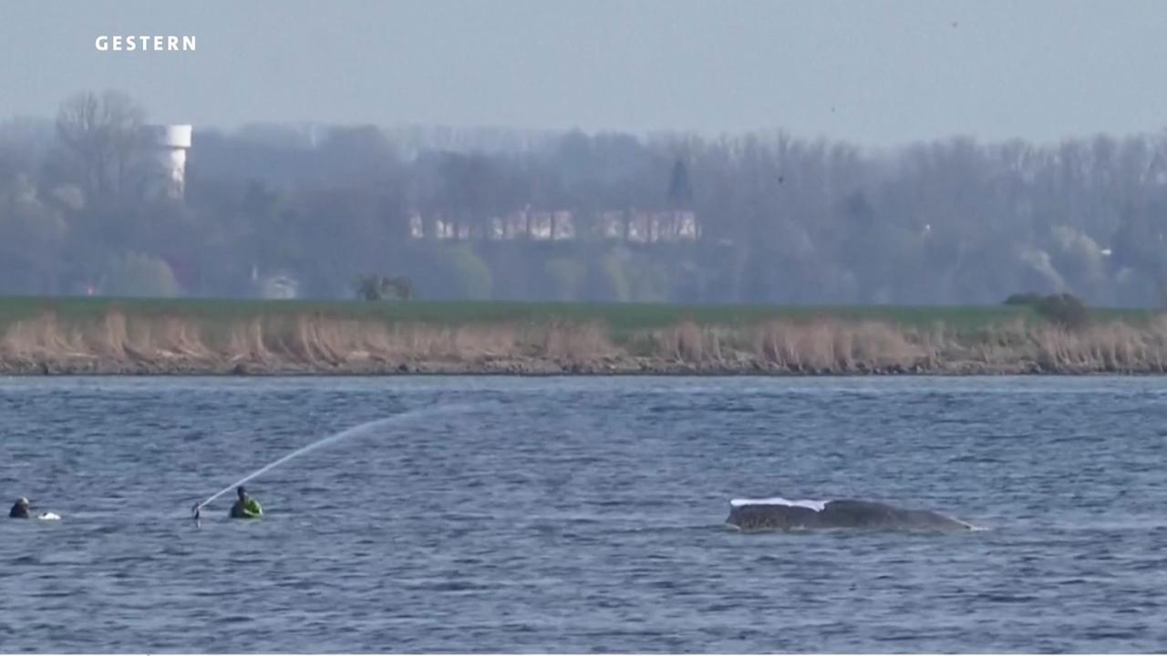 Wal-Drama in der Ostsee ・Von Mitgefühl bis Misstrauen