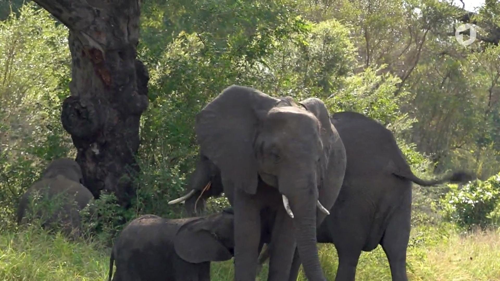 100 Jahre Kruger-Nationalpark