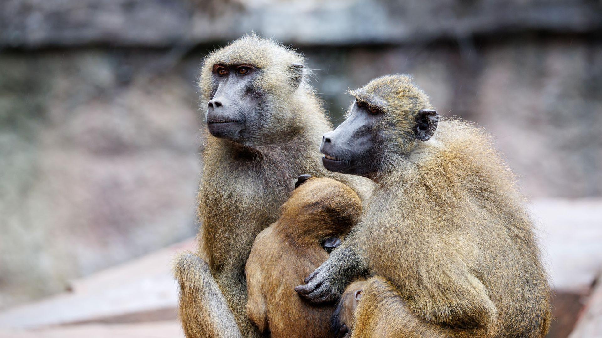 Paviane im Nürnberger Zoo | picture alliance/dpa | Daniel Karmann