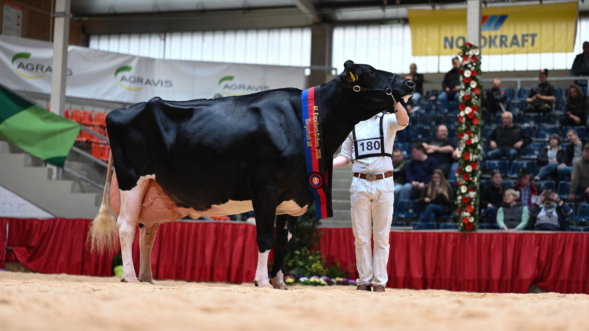 Die Kuh mit dem Namen Alge wird in einer Halle prÃ¤sentiert. | Lars Penning/dpa