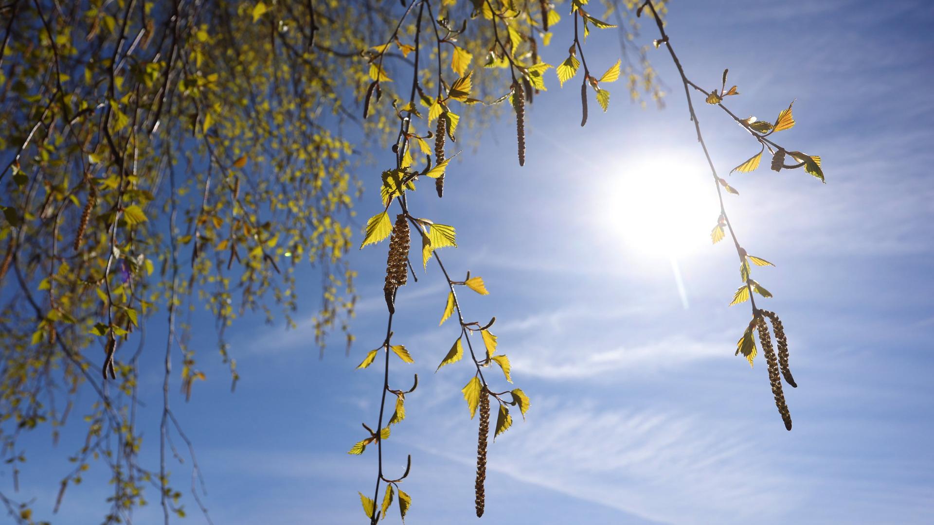 Es wird warm in NRW - Alarmstufe für Allergiker?