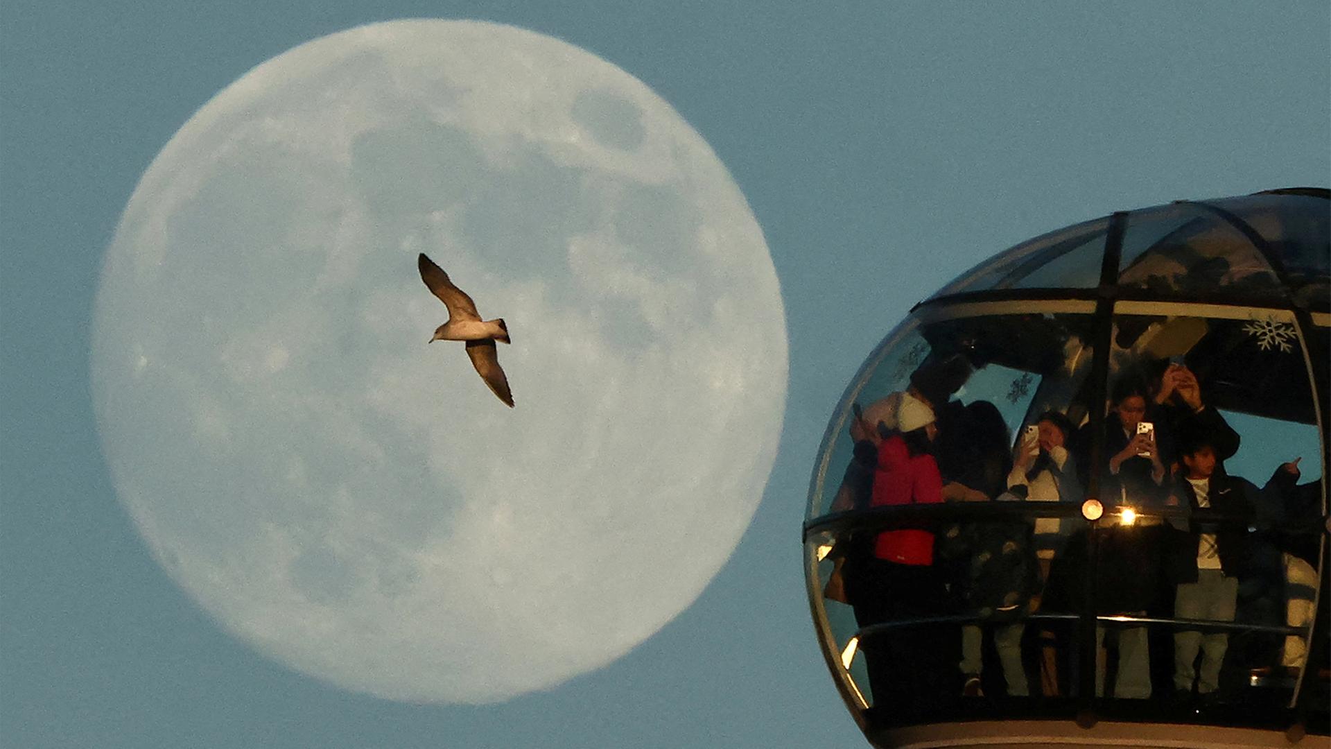Eine MÃ¶we fliegt vor dem groÃen Vollmond direkt neben der Gondel des London Eye. | REUTERS