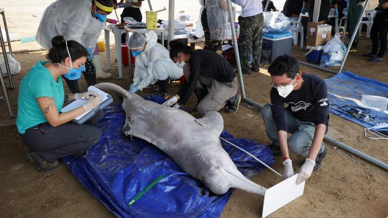 Wissenschaftler untersuchen einen toten Flussdelfin.