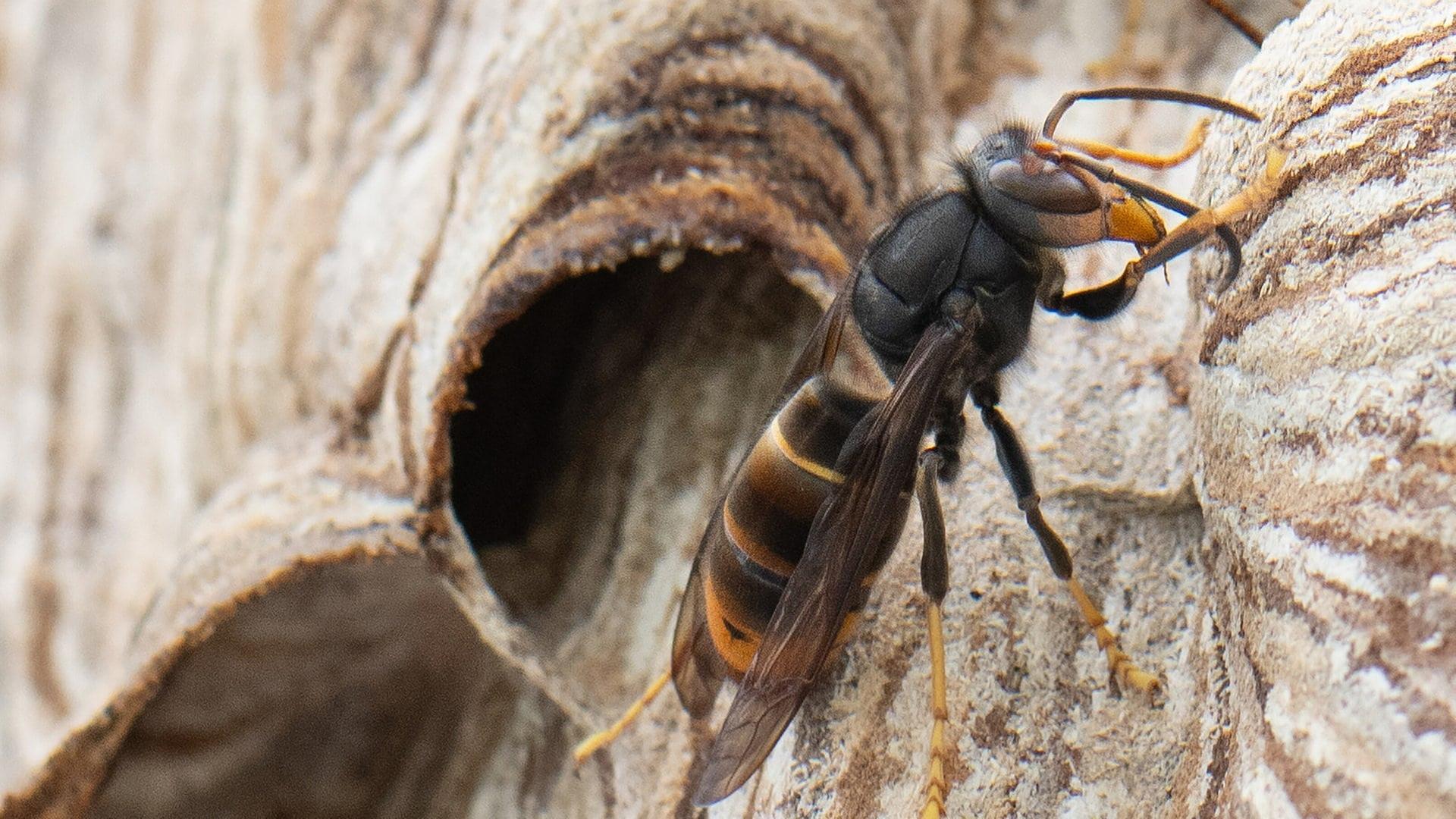 Asiatische Hornissen: Das können Sie gegen die Insekten tun