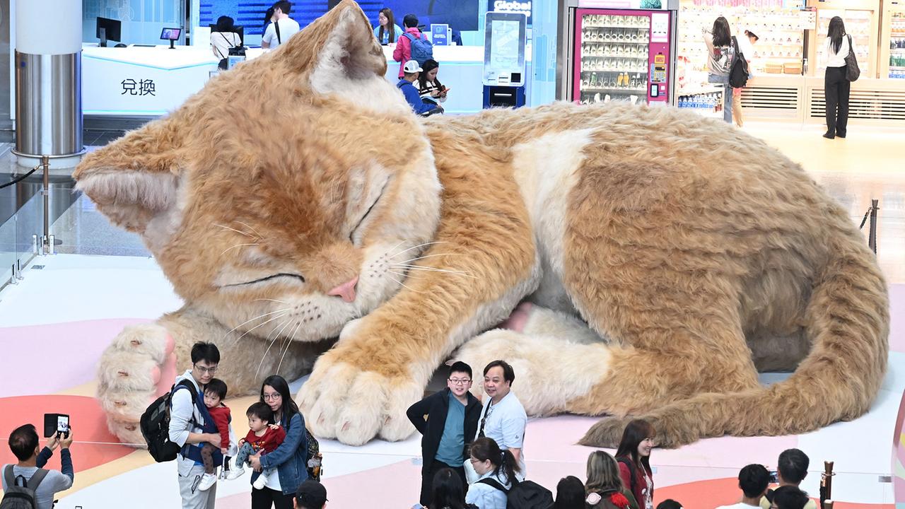 Interaktive Katze, Schutzraum in Tel Aviv, Hund und Polizei