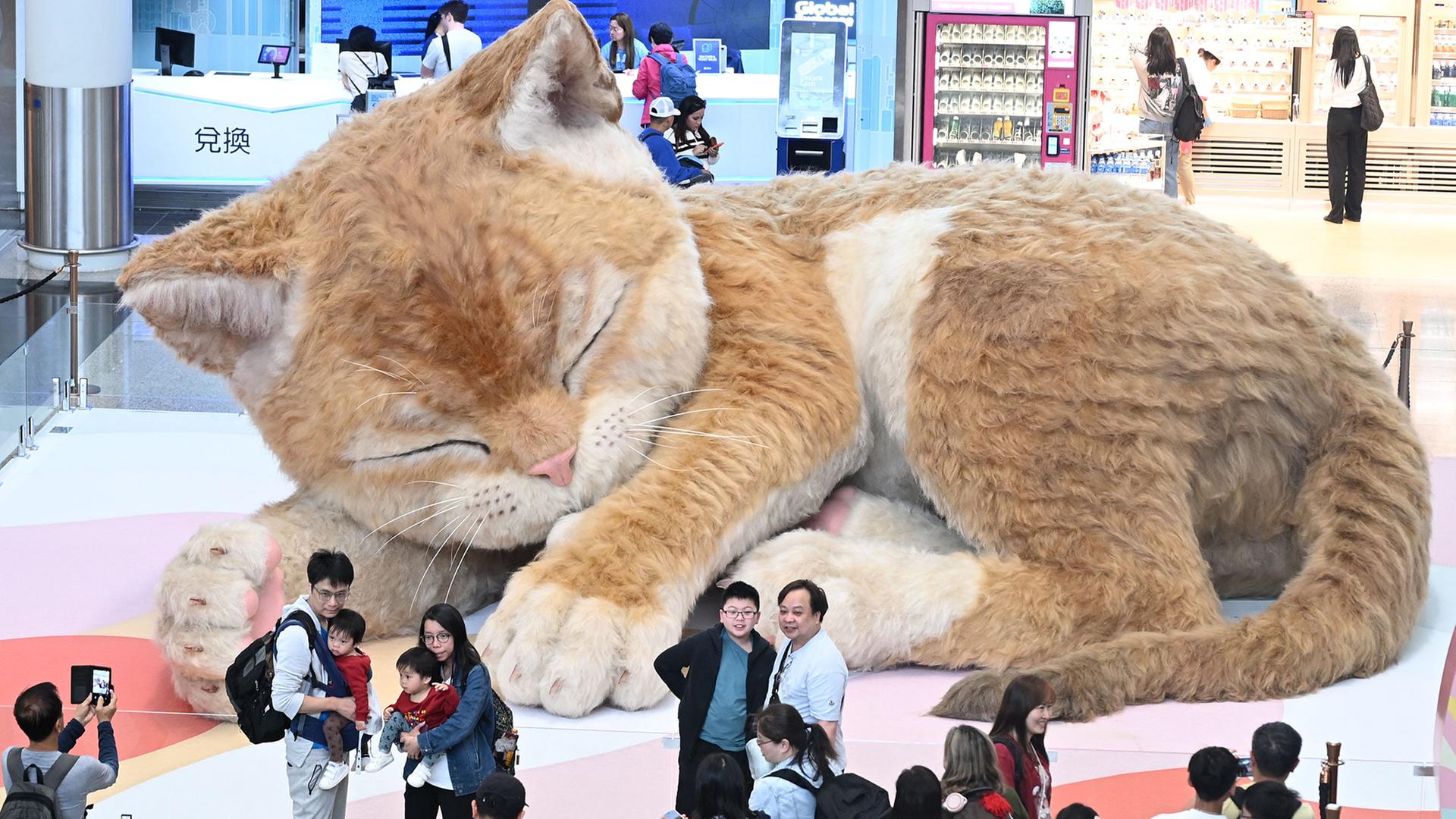 Interaktive Katze, Schutzraum in Tel Aviv, Hund und Polizei
