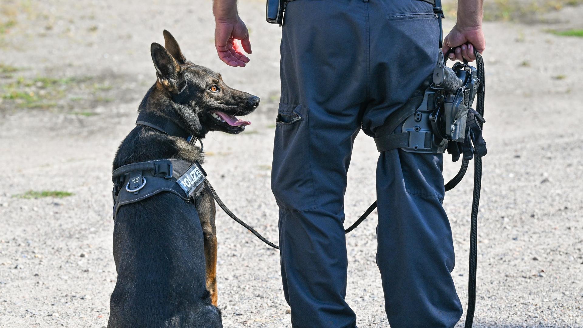 Polizeihund neben Polizist | picture-alliance/dpa (Archiv)