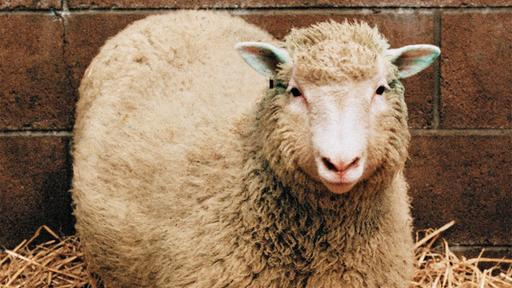 Wie Klonschaf "Dolly" die Forschung veränderte