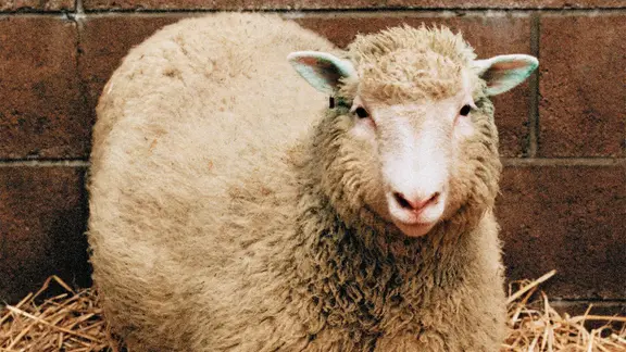 Klonschaf Dolly