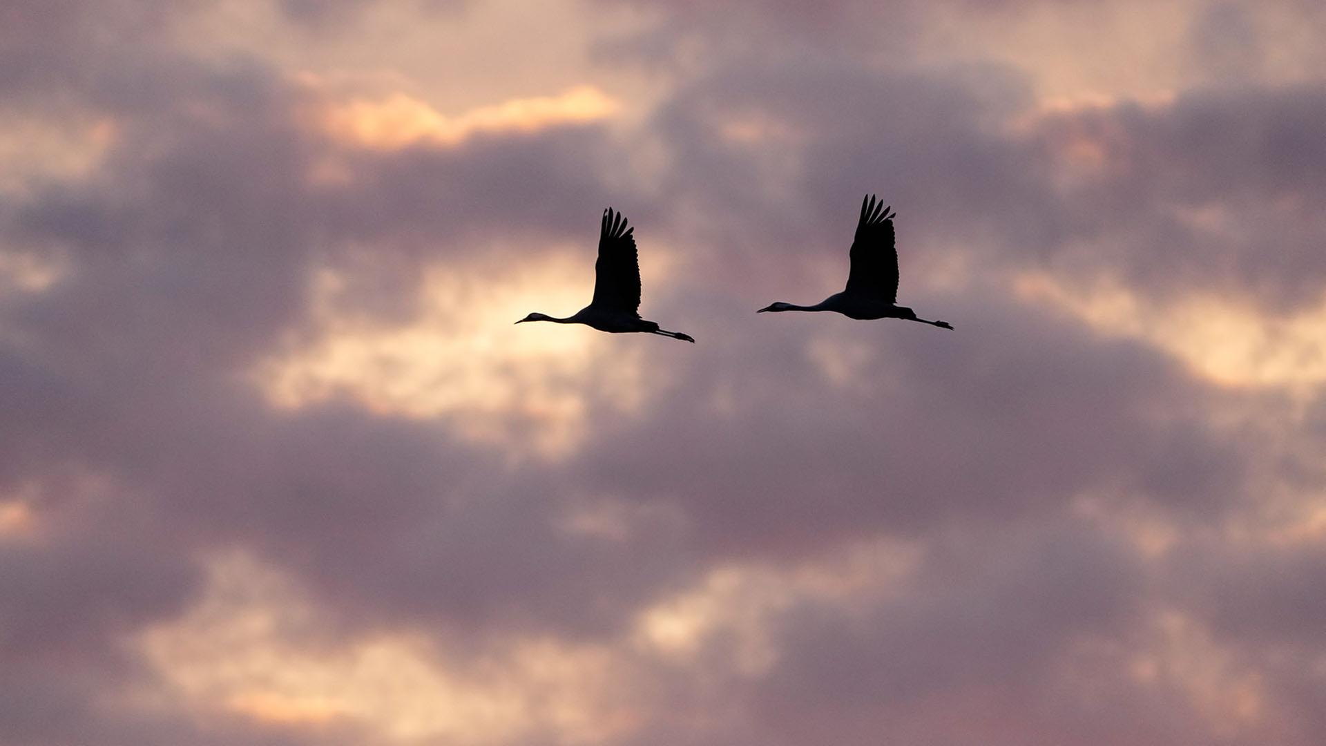 Zwei Kraniche am bewölkten Abendhimmel im Landkreis Teltow-Fläming (Quelle: DPA/Wolfram Steinberg) | DPA/Wolfram Steinberg