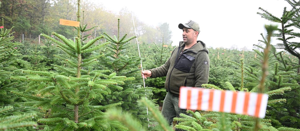 Ein Baumschulenmitarbeiter steht in einer Anpflanzung von Weihnachtsbäumen.